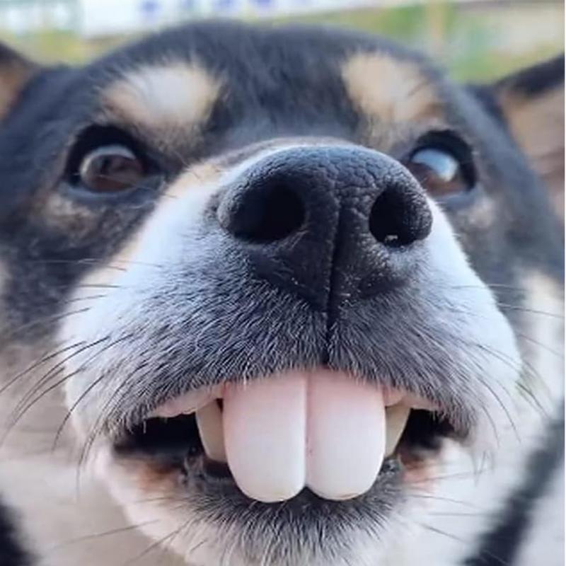 الحيوانات الأليفة CorgiDog لعب - مراجعة 3D Printing Tooth وسعره