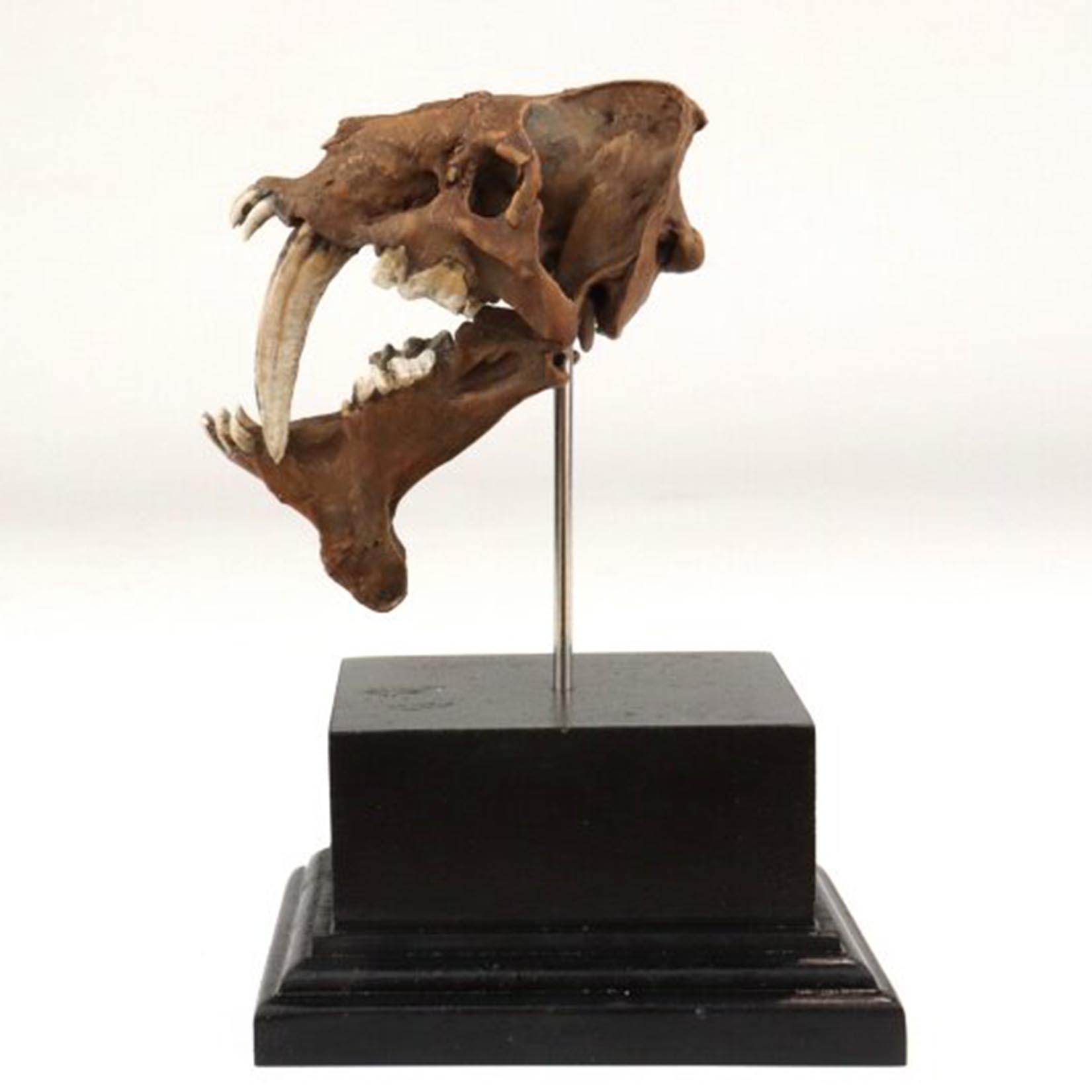 نموذج جمجمة سميلودون مطبوع ثلا - مراجعة 3D Printing Tooth وسعره