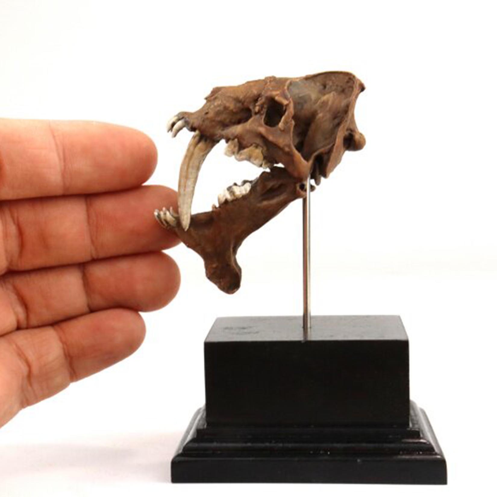 نموذج جمجمة سميلودون مطبوع ثلا - مراجعة 3D Printing Tooth وسعره