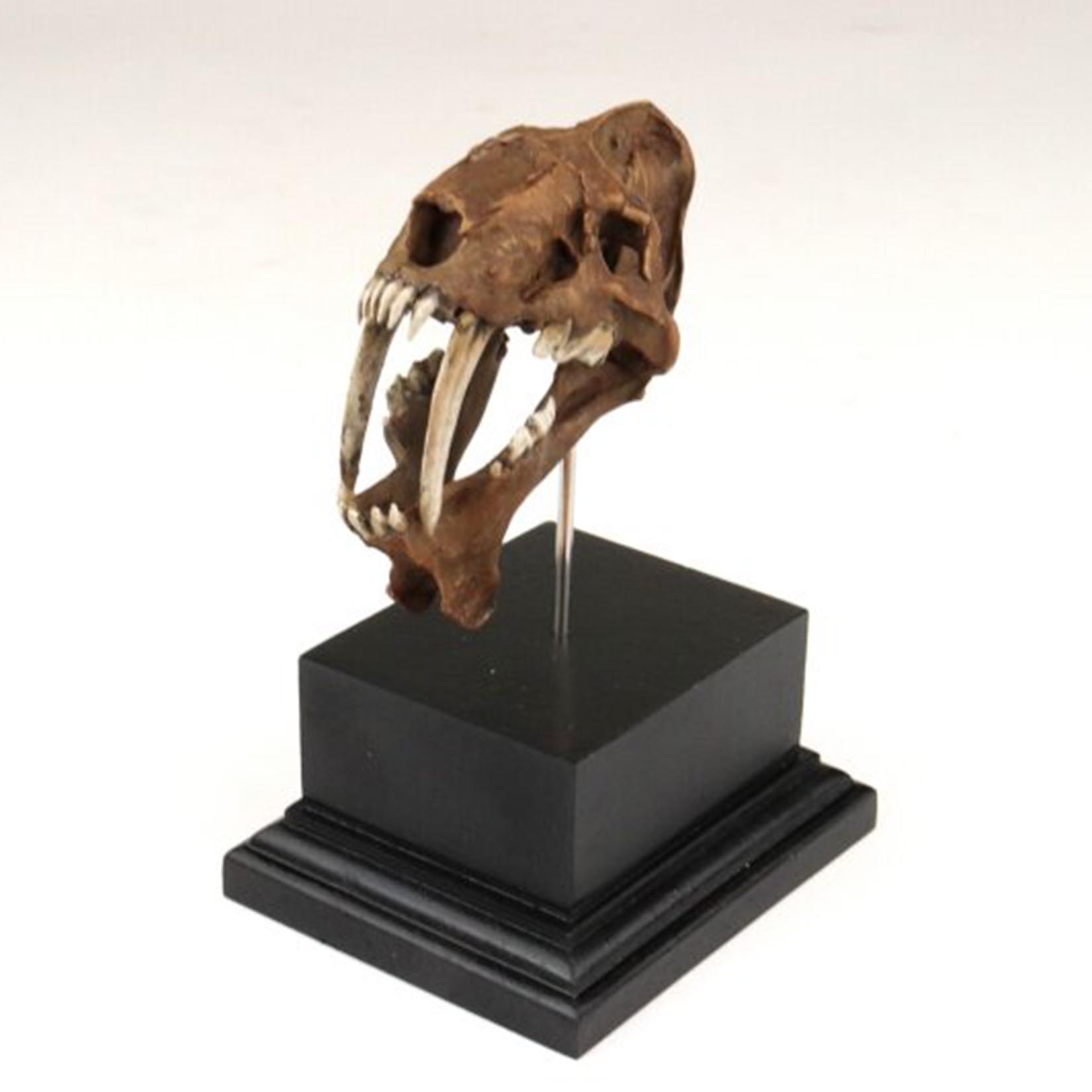 نموذج جمجمة سميلودون مطبوع ثلا - مراجعة 3D Printing Tooth وسعره